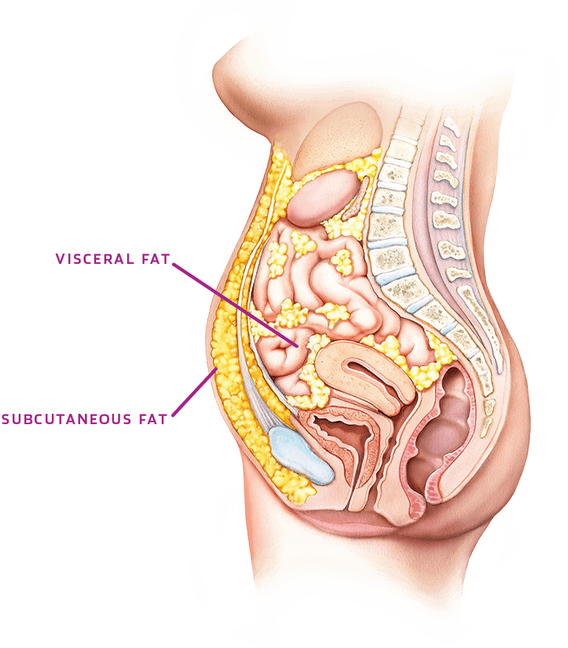 Two types of body fat